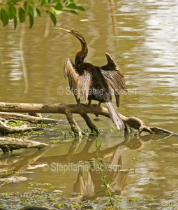 Snake-necked darter, Anhinga novaehollandiae, with wings outstretched, on log beside water in Tondoon botanic gardens in Gladstone Queensland Australia