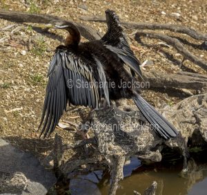 Australian Snake-necked darter, Anhinga novaehollandiae, with wings outstretched, at Clermont in outback Queensland Australia