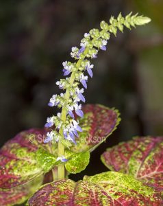 Flower rising above red and green variegated foliage of Solenostemon scutellarioides, a perennial plant that's commonly known as 'Coleus'.