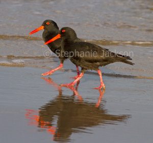 Two sooty oystercatchers, Haematopus fuliginosus, strolling side by side across and reflected in shallow blue water of beach at Crowdy Bay National park in NSW Australia