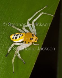 Female Beautiful Crab Spider, Poecilothomisus speciosus on a leaf in a garden in Queensland Australia. A common but rarely seen species.