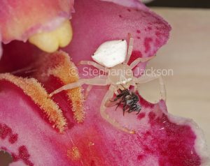 White crab spider, Thomisus spectabilis, on pink flower, holding bee that is its prey, in garden, Queensland Australia.