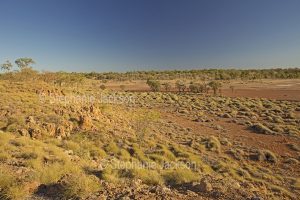 Australian outback landscape with red plains, scattered mulga trees and spinifex grass under blue sky in Bladensburg National Park in Queensland Australia