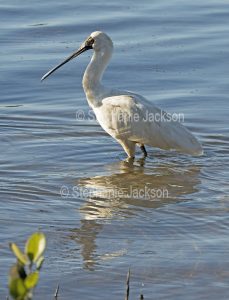 Royal spoonbill, Platalea regia, wading and reflected in water at Scott's Head on the NSW coast in Australia.