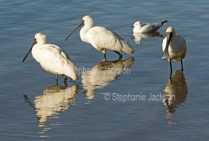 Royal spoonbills, Platalea regia, wading and reflected in water at Scott's Head on the NSW coast in Australia.