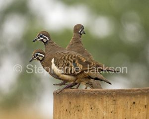 Squatter pigeons, Geophaps scripta, a rare and vulnerable Australian species, in central Queensland.