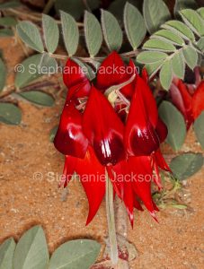 Sturt's Desert Pea, Swainsona formosa, in the Flinders Ranges, outback / northern South Australia. The state's floral emblem.