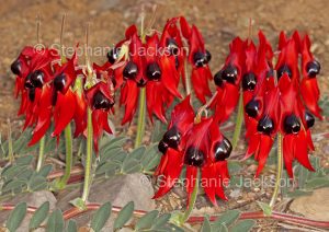 Sturt's Desert Pea, Swainsona formosa, in the Flinders Ranges, outback / northern South Australia. The state's floral emblem.