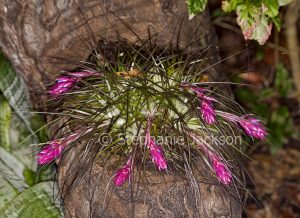 Pink bracts / flowers of Tillandsia stricta, a bromeliad that's commonly known as an air plant, growing in a weathered tree stump.