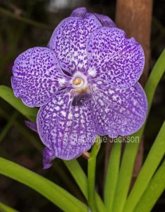 Purple and white speckled flower of orchid Vanda 'Arambeen'.