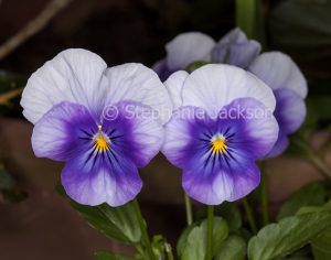 Mauve and white flowers of Viola cultivar, Pansies on dark background