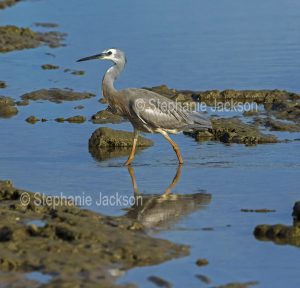 White-faced heron, Egretta novaehollandiae, wading among rocks and reflected in blue water of ocean in Queensland Australia