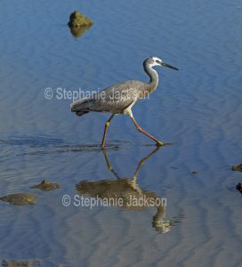 White-faced heron, Egretta novaehollandiae, wading and reflected in blue water of ocean in Queensland Australia