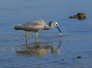 White-faced heron, Egretta novaehollandiae, wading and reflected in blue water of ocean and eating fish in Queensland Australia