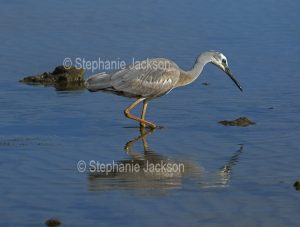 White-faced heron, Egretta novaehollandiae, wading and reflected in blue water of ocean in Queensland Australia
