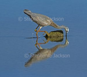 White-faced heron, Egretta novaehollandiae, fishing, standing and reflected in blue water of ocean in Queensland Australia