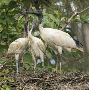 White / sacred ibis, Threskiornis moluccus, with fledglings on nest in Queensland Australia