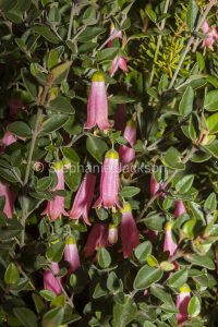 Pink flowers of Australian shrub, Correa species, native fuchsia, at Rupanyup in Victoria Australia.