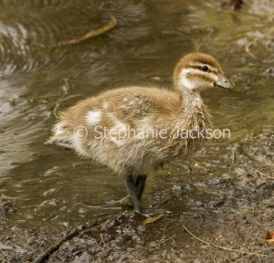 Baby bird, wood duck duckling, Chenonetta jubata, beside water of lake in urban park in Queensland Australia