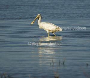 Yellow-billed spoonbill, Platalea flavipes, wading in water at Coongie Lakes National Park in northern / outback South Australia.