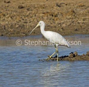 Yellow-billed spoonbill, Platalea flavipes, wading in water of Eyre Creek in outback Queensland Australia.